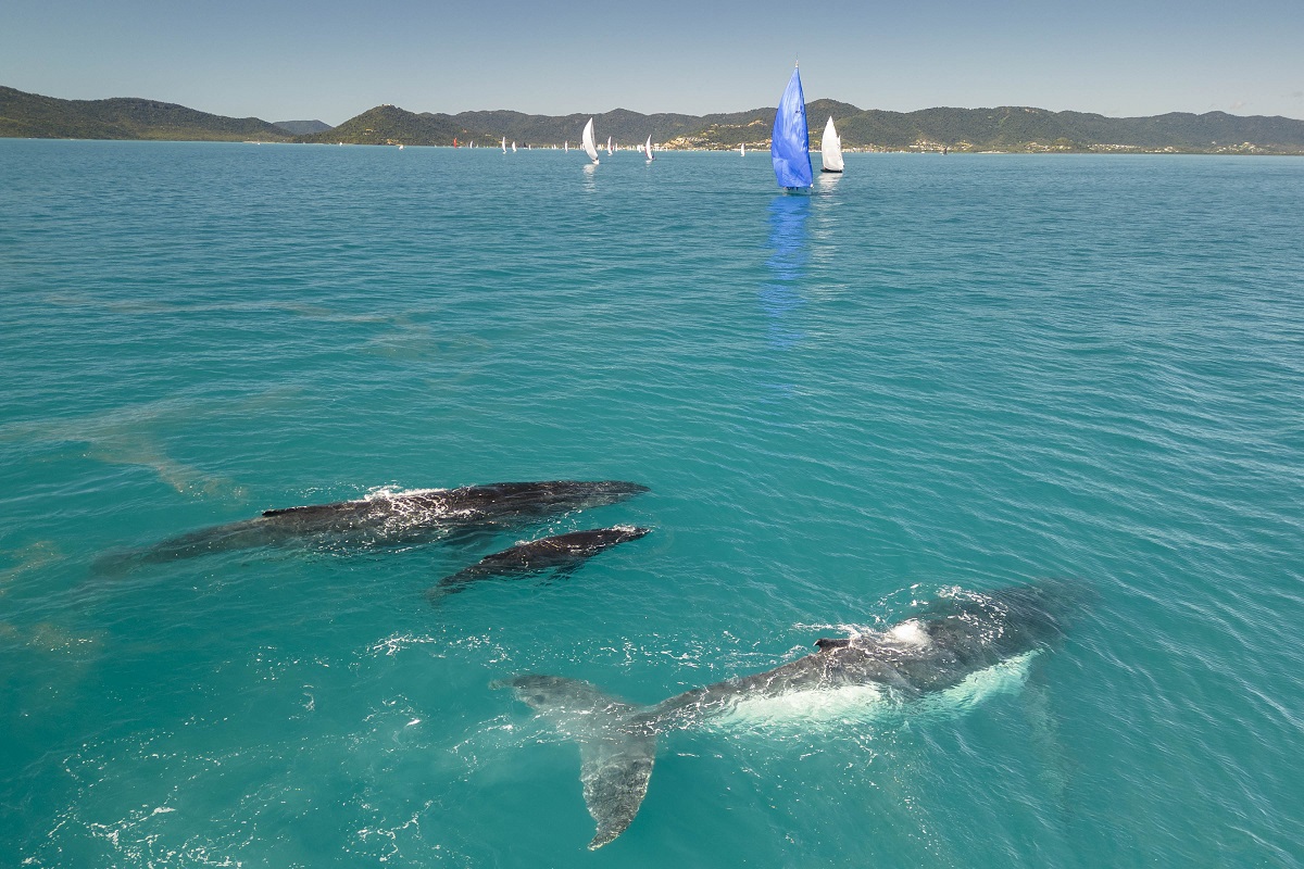 Prevalent among the sea life at Airlie Beach are whales and their calves - photo by Andrea Francolini